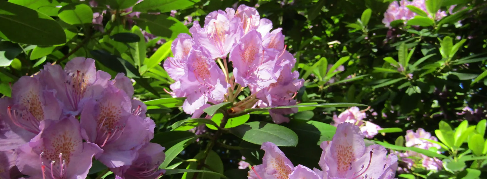 Rhododendron im Kurpark